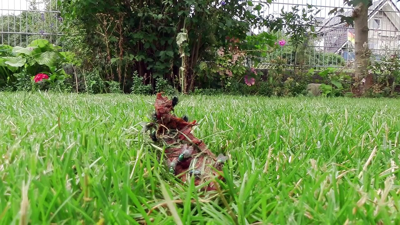 Flys loving shit in Gras