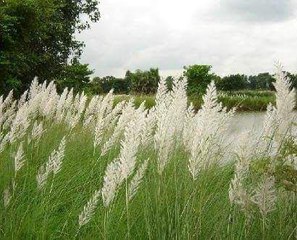 মায়ের গান.চোখের পানি ধরে রাখা যায়নি!