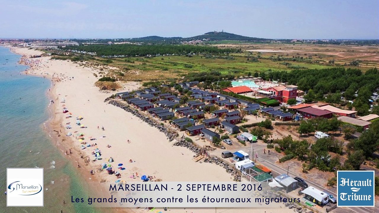 MARSEILLAN - LES GRANDS MOYENS CONTRE LES ETOURNEAUX INDESIRABLES