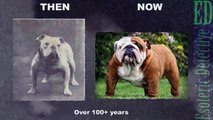 Popular Dog Breeds Before And After 100 Years Of Breeding
