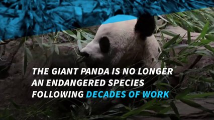 Giant panda is no longer endangered, experts say