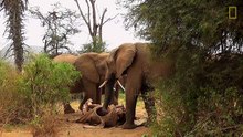 Как слоны оплакивают умерших