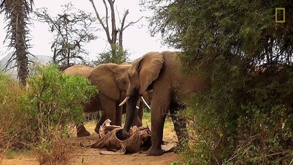 Как слоны оплакивают умерших