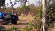 Así fue cómo unos búfalos intentaron atacar a una manada de leones