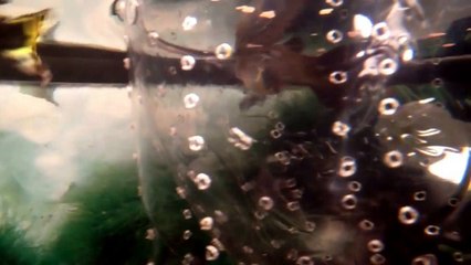 Meu primeiro aquário iniciante Nascimento peixe Guppy, na criadeira caseira