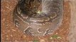 Python : World biggest Snake Burmese Python Found Alive in Amazon