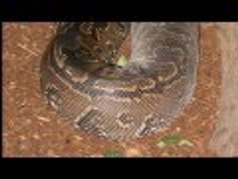 Python : World biggest Snake Burmese Python Found Alive in Amazon
