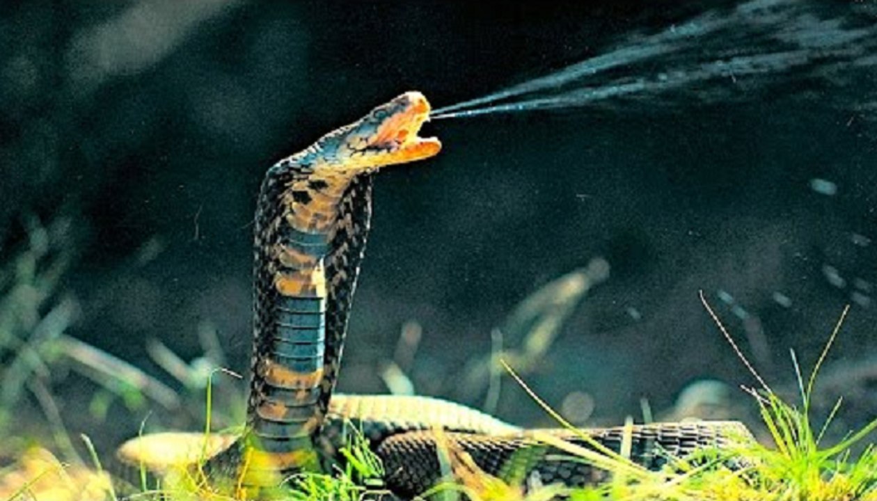 The Most Venomous Snakes In The World
