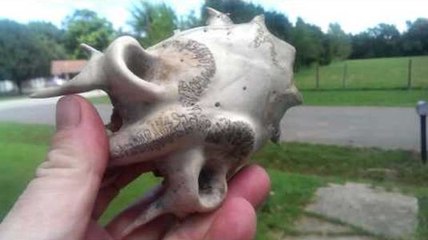 Impossible de trouver à quel espèce appartient ce crâne découvert par hasard !