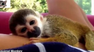 Funny & Cute Baby Animals Compilation