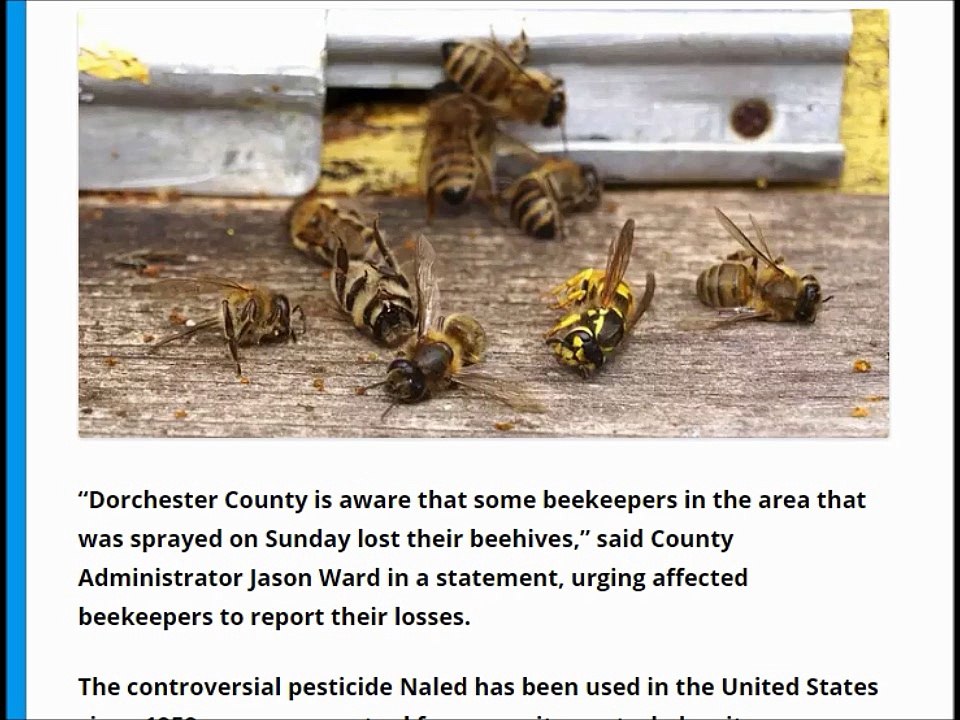 Millions of US bees die from spray to fight Zika mosquitoes