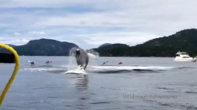 Des baleines à bosse se donne en spectacle à quelques mètres de kayakistes !