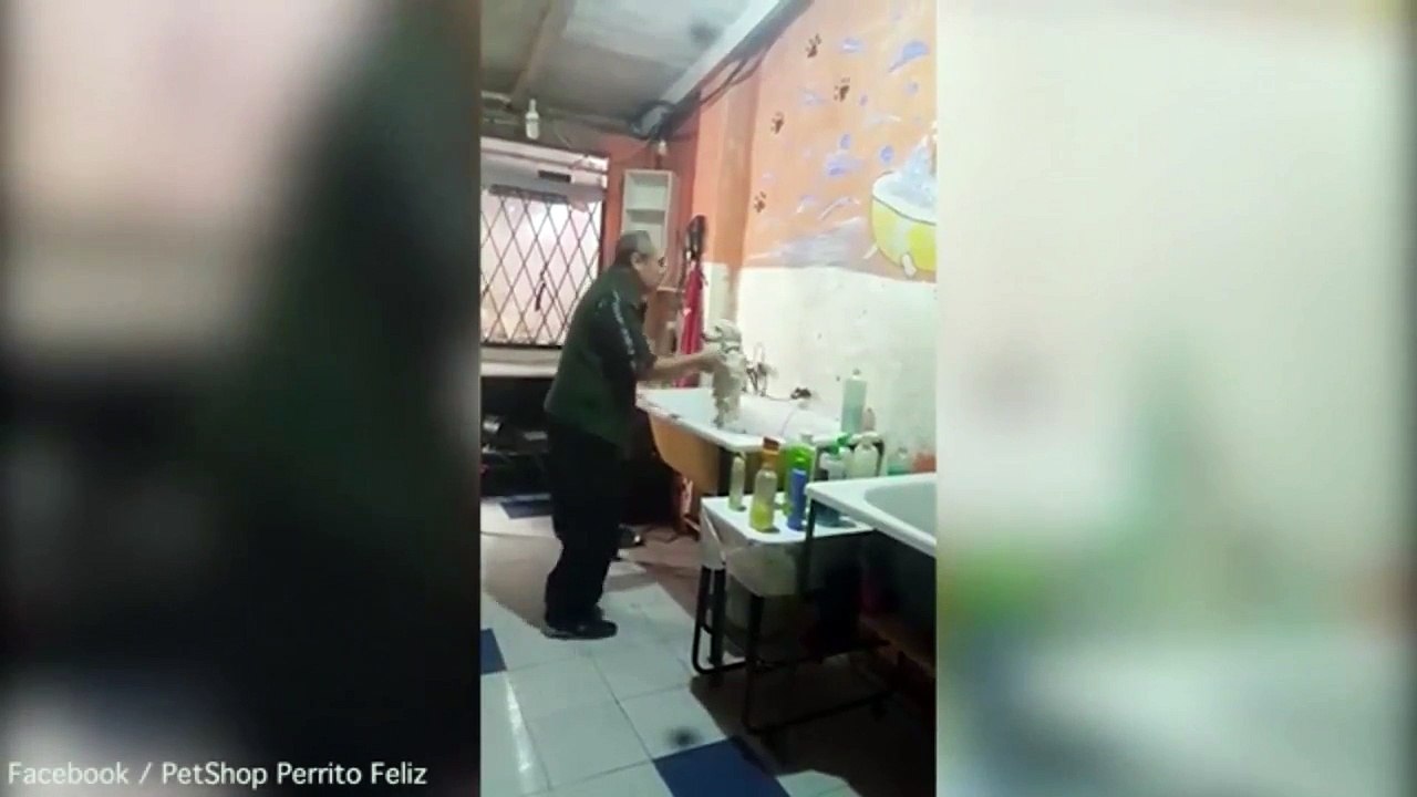 Pet groomer caught dancing with a dog sweeps the internet after his wife secretly