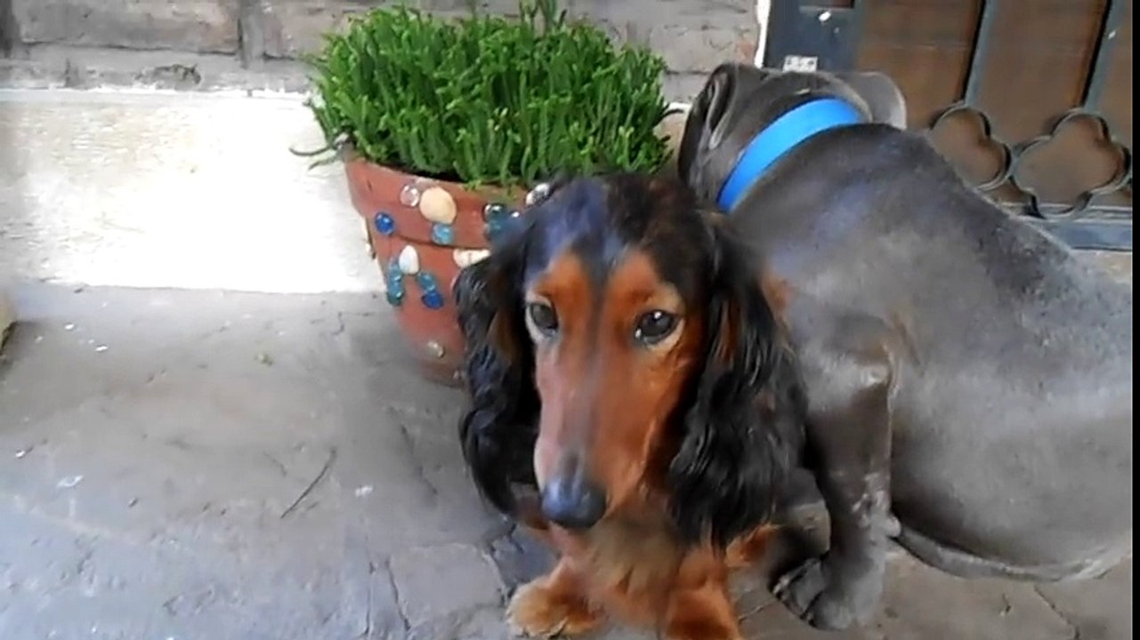 Un homme s'est fait manger sa sandale. Il passe un savon à ses 2 chiens et leur réaction est trop adorable !