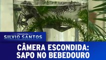 Câmera Escondida: Sapo no Bebedouro
