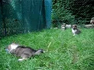 Les chiots à six semaines, Anaïs et Voyou