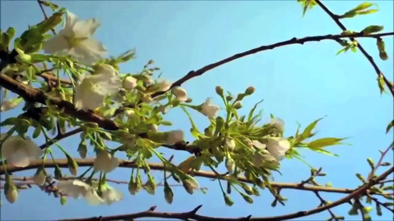 Leon Else - Tomorrow Land (All fall down)