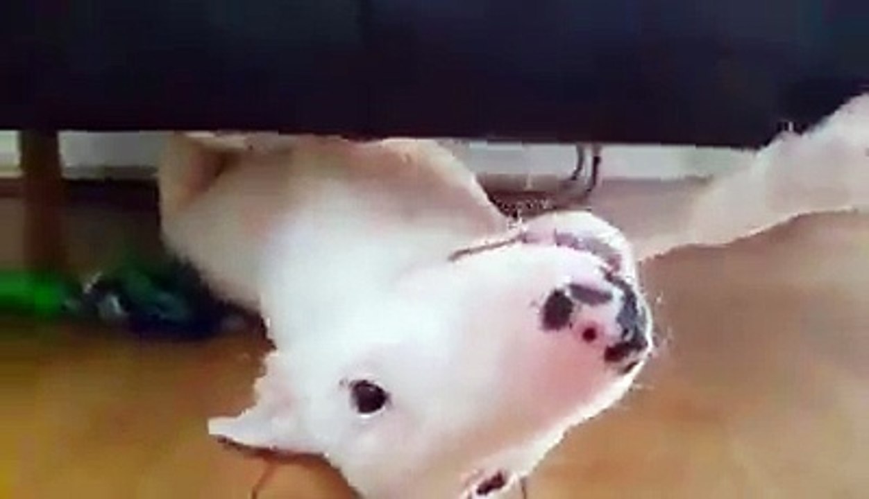 Cão de raça "Bull Terrier" adora brincar debaixo da cama
