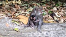 Baby monkey new born and mom
