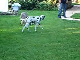 Jeux des chiens