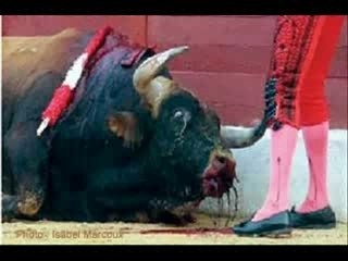 Protection animale : Action unitaire