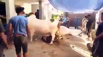 Strongest Cow Qurbani  in Karachi -- 2016 -- Much Stronger (O.o)