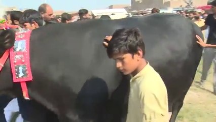 52 من کی گائے نے ریکارڈ بنا دیا -- HeavyWeight Qurbani Cow