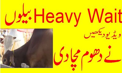 ‫گایوں نے لاہور میں دھوم مچادی-Heavy Wait Bull  ‬