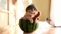 Ce chat kiffe grave la vie posé dans sa pastèque