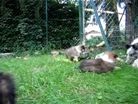 Chiots Anaïs et Voyou dans le parc à six semaines