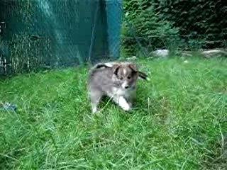Chiots Anaïs et Voyou au parc à six semaines