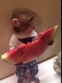 Monkey eating watermelon
