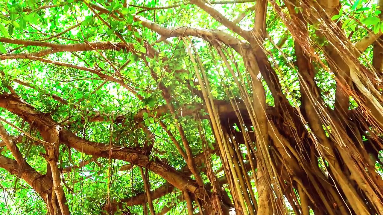 Bangla Maa