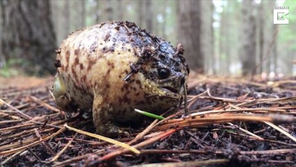 Cette grenouille a un cri terrifiant quand elle essaie de se defendre!