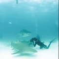 Un photographe évite un requin tigre