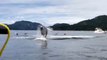 Des kayakistes surpris par des sauts de baleines à bosse à quelques mètres d’eux