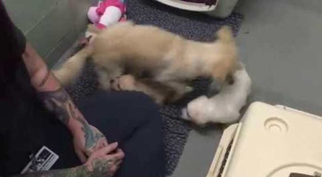 Une chienne a une vive émotion lorsqu'elle retrouve enfin ses chiots !