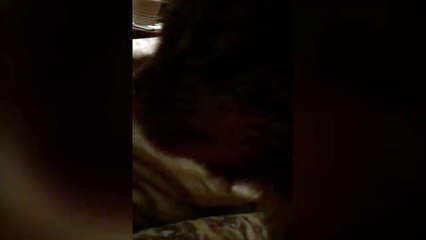 Brain Freeze Cat Loves Ice Cream