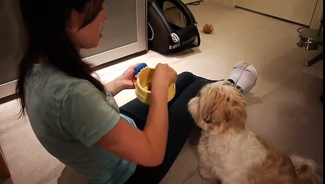 [Shih Tzu] Doggie Clicker Training 仔仔晚餐複習