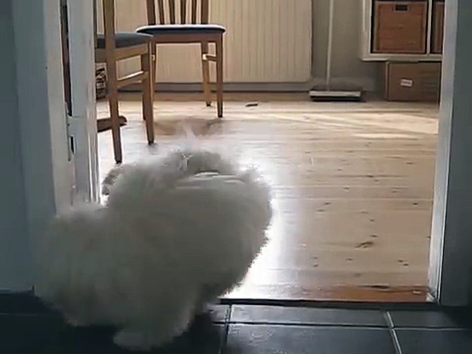 2 cute puppies having lots of fun - Coton de Tuléar