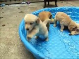 6-week old Golden Retriever puppies playing