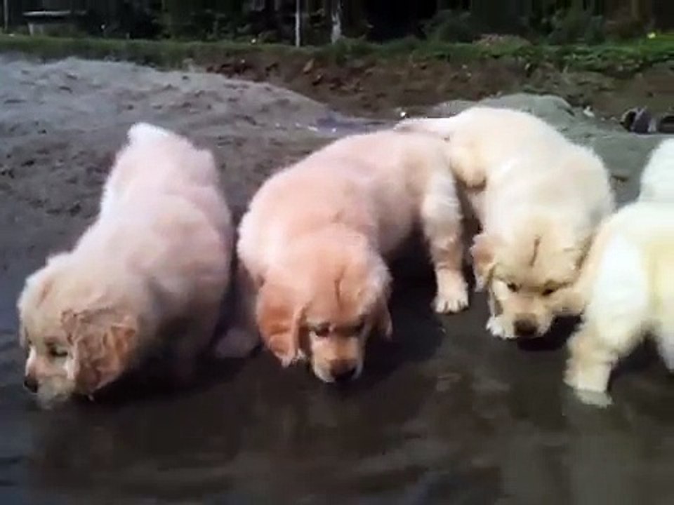 7 weeks old Butternut Golden Retriever puppies 1st Swim