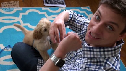 3 Easy Things to Teach your NEW PUPPY!