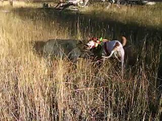 8 month old bull arab and kelpie on first pig