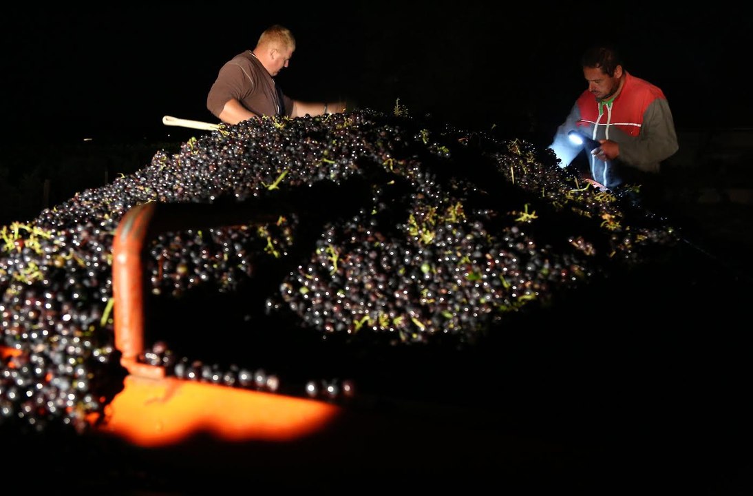 Début des vendanges à la cave de Buzet