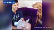 Papà bacia il suo bambino. Guardate la reazione del cane!