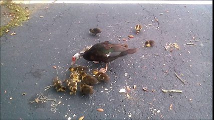 beautiful mother duck with her babies