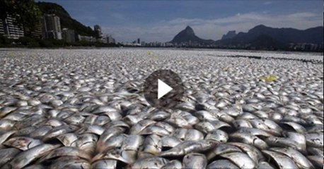 Fish Raining in Thailand