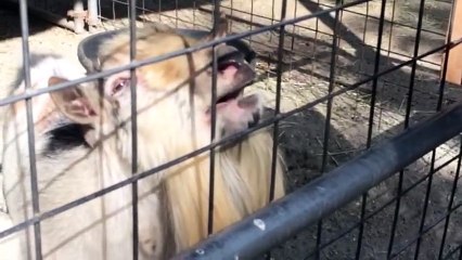 9 ridiculously cute animal clips guaranteed to make your day