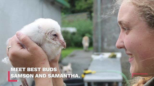 Meet Samson, The Rescued Barn Owl